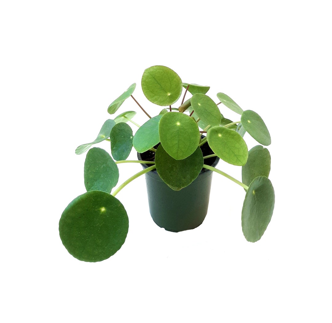 4” Chinese Money Plant, Pilea Peperomioides, UFO Plant, Pancake Plant ...