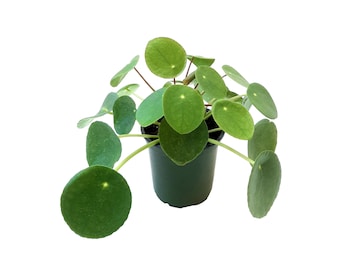 4” Chinese Money Plant, Pilea peperomioides, UFO Plant, Pancake Plant – Houseplants, Foliage Plants, Lucky Plants