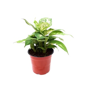 4” Dieffenbachia, Dieffenbachia Compacta, Dumbcane – Houseplants, Foliage Plants, Air Purifiers