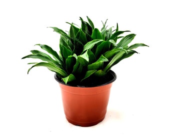 Dracaena ‘Janet Craig Compacta’, Dracaena Fragrans, Dracaena deremensis, Dragon Tree Houseplants, Indoor Trees, Air Purifier - 6" Pot