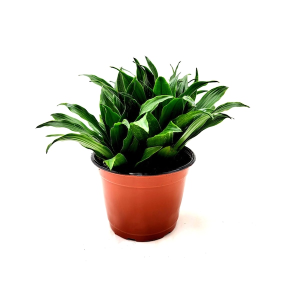 Dracaena 'janet Craig Compacta', Dracaena Fragrans, Dracaena Deremensis,  Dragon Tree Houseplants, Air Purifier - 6" Pot, Free Heat Pack - Etsy