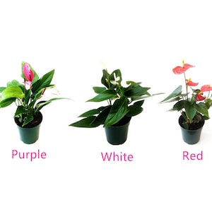 5” Anthurium Assorted Colors/Anthurium andraeanum/Flamingo Flower/Laceleaf/Tailflower – Houseplants/Flowering Plants/Air Purifier