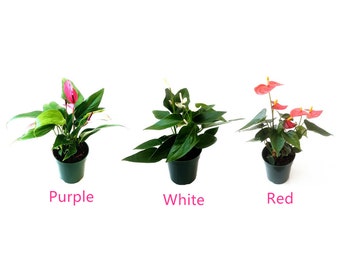 10-PK of Anthurium, Anthurium Andraeanum, Flamingo Flower Indoor Plants   Top Gift Pick, Air Purifier, for Volume Discount, Bulk Sale - Etsy