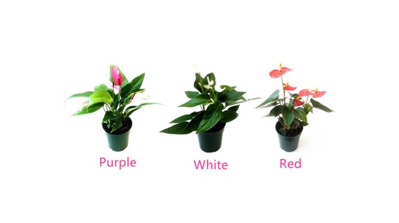 5" Anthurium Plant: Assorted Colors, Air Purifier, Free Heat Pack - Etsy
