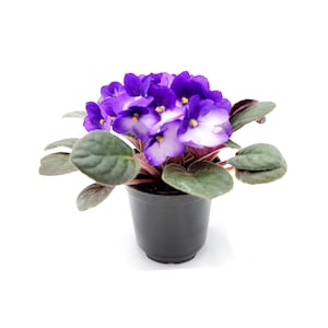 4” African Violet with Blue-White Flowers, Saintpaulia ionantha – Houseplants, Flowering Plants, Perennials+FREE HEATPACK