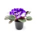 see more listings in the Flowering Plants section