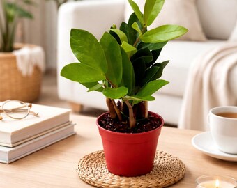 4”-pot of ZZ Plant, Zamioculcas Zamiifolia, Zee Zee Plant, Aroid