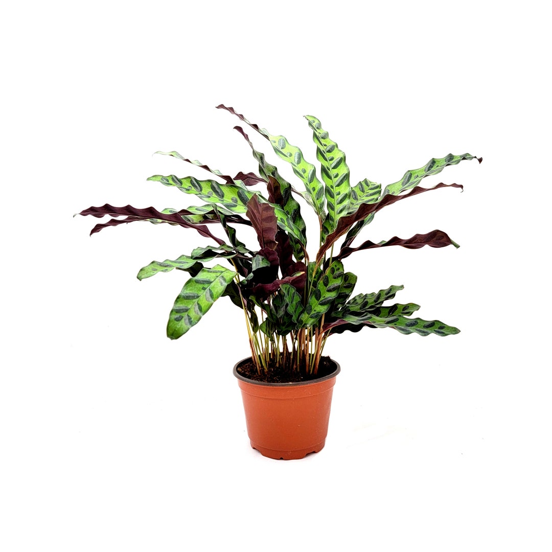 Big Calathea Rattlesnake, Calathea Lancifolia, Rattlesnake Plants