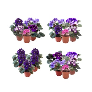 Five African Violet Plants Flowering in Different Colors – Colors May Vary Depending on Availability – 4&quot; Pots