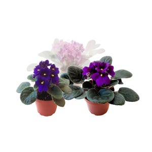 May include: Two potted African violet plants with deep purple flowers and dark green, rounded leaves. The flowers have yellow centers. The pots are a reddish-brown color. A faded image of a pink African violet is in the background.