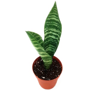 3.5“ Snake Plant Hahnii/Sansevieria trifasciata/Bird&#39;s Nest – Houseplants/Succulents/Air Purifier/Allergy Relief + FREE HEATPACK