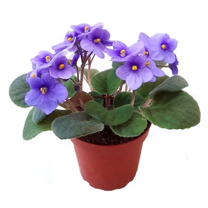 May include: A small potted plant with purple flowers and green leaves. The plant is in a brown pot.