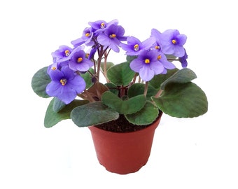 4" African Violet Plant, Light Blue Flowers - Saintpaulia Ionantha, Free Heatpad, Free Heatpad