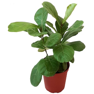 May include: A small green fiddle leaf fig plant in a red plastic pot. The plant has several large leaves.