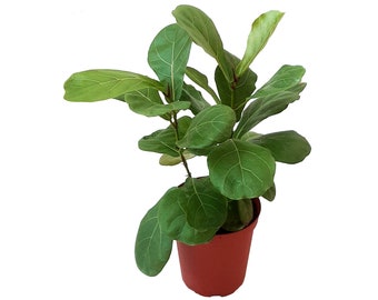 6”-pot of Fiddle Leaf Fig, Ficus lyrate – Houseplants, Indoor Trees, Air Purifier, Free Heatpad