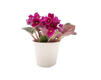 4” African Violet, Saintpaulia ionantha, Flowering Plants, Valentine’s Day Gift, Mother’s Day Gift, Plant Gift, with Outer White Ceramic Pot
