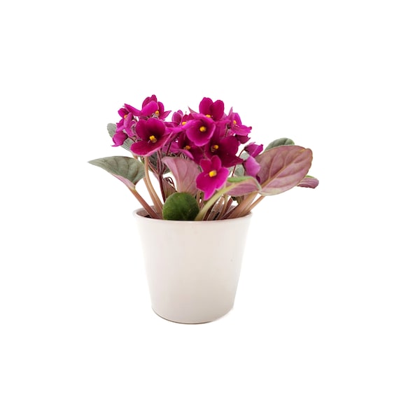4” African Violet, Saintpaulia ionantha, Flowering Plants, Valentine’s Day Gift, Mother’s Day Gift, Plant Gift, with Outer White Ceramic Pot