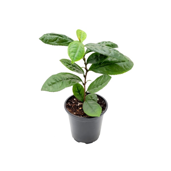Camellia sinensis ‘Large Leaf’, Tea Plant, Tea Shrub, Tea Tree – Plant for Making White, Green, Oolong, and Black Teas – 4” Pot