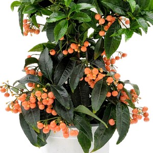 Ardisia Crenata, Coral Ardisia, Christmas Berry, Australian Holly, Coral ardisia with Berries Lasting Year-round, Holiday Gift, 6 Pot image 4