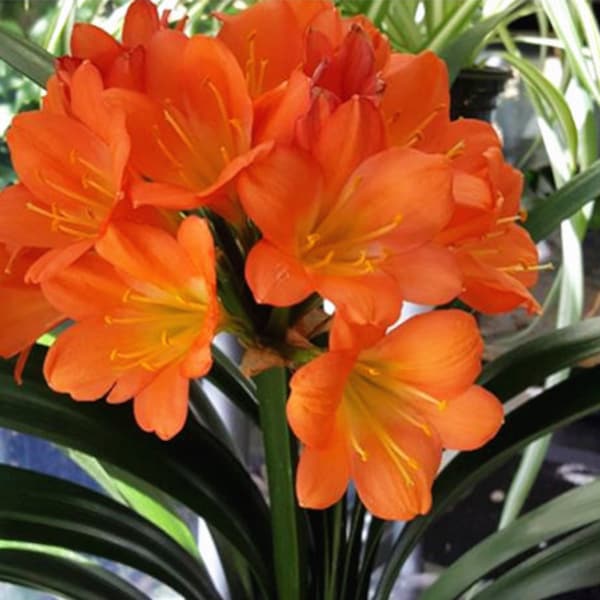 Clivia, Clivia miniate, Bush Lily, Natal Lily, Foliage Plants, Flowering Plants - 6" Pot, Flowering Seasonally