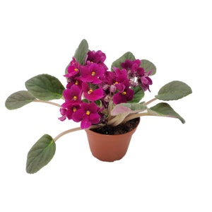 May include: A small potted African violet plant with deep pink flowers and green leaves.