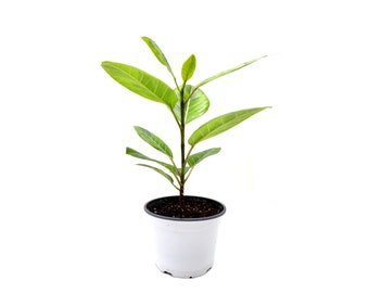 Ficus altissima, Yellow Gem, Council Tree, Lofty Fig – Indoor Trees, Home Décor, Foliage Plants – 6” Pot