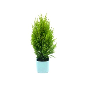 4”-pot Lemon Cypress Tree (Cupressus macrocarpa) in a Light Blue Ceramic Square Outer Planter - Home Décor, Holiday Gift