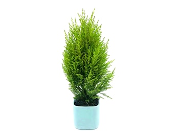 4.5”-pot Lemon Cypress Tree (Cupressus macrocarpa) in a Light Blue Ceramic Square Outer Planter - Home Décor, Holiday Gift, Free Heat Pack