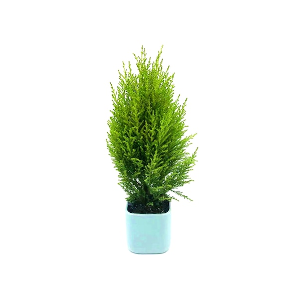 4”-pot Lemon Cypress Tree (Cupressus macrocarpa) in a Light Blue Ceramic Square Outer Planter - Home Décor, Holiday Gift