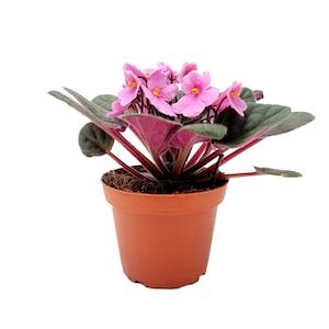4” African Violet with Light Pink Flowers, Saintpaulia ionantha – Houseplants, Flowering Plants, Perennials - FREE HEATPACK