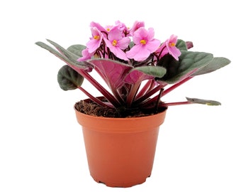 4” African Violet with Light Pink Flowers, Saintpaulia ionantha – Houseplants, Flowering Plants, Perennials