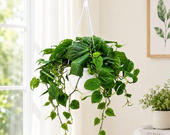 Heartleaf Philodendron Hanging Basket: Trailing Houseplant, 8" Hanging Basket,  Free Heatpad