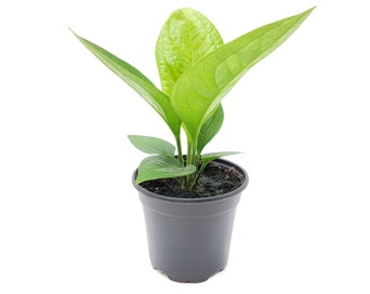 Rare Plant, Anthurium Jenmanii - 4” Pot