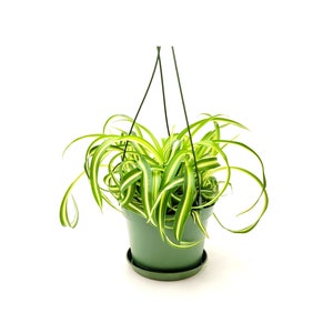 Bonnie Curly Spider Plant, Chlorophytum comosum, Airplane Plant - Houseplants, Airpurifiers, Home Decor - 6"-Hanging Basket, Free Heat Pack