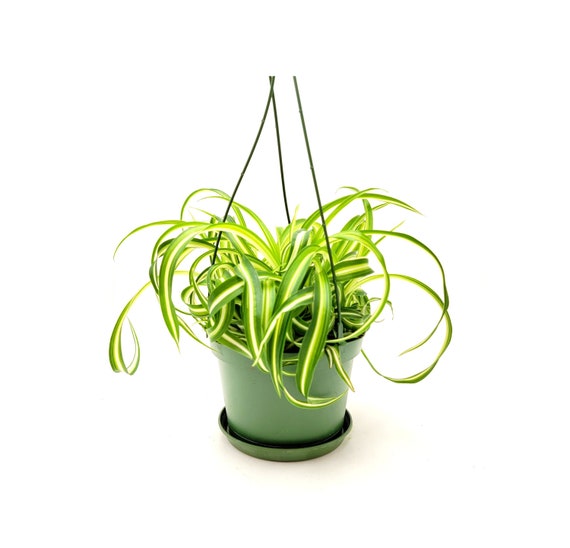 Bonnie Spider Plant Hanging Basket - Live Plant in a 6 Inch Hanging Basket - Chlorophytum Comosum 'Bonnie' - Nature's Curly Green Symphony for Your