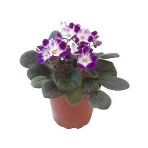 May include: A potted African violet plant with purple and white flowers. The plant is in a brown plastic pot.