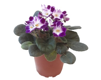 4” African Violet with Flowers of Purple Petals and White Centers, Saintpaulia ionantha – Houseplants, Flowering Plants, Free Heatpad