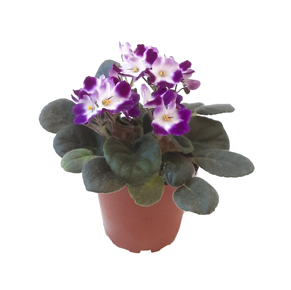 4” African Violet with Flowers of Purple Petals and White Centers, Saintpaulia ionantha – Houseplants, Flowering Plants, Free Heatpad