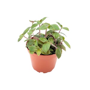 Wandering Jew Baby Bunny Bellies, Tradescantia chrysophylla &#39;Baby Bunny Bellies&#39; – Houseplant, Foliage Plant, Trailing Plant – 4&quot; Pot