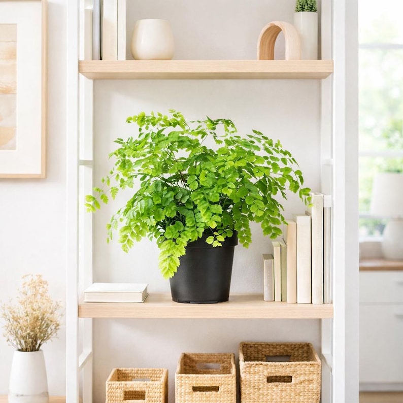 WonderlandHG Maidenhair Fern