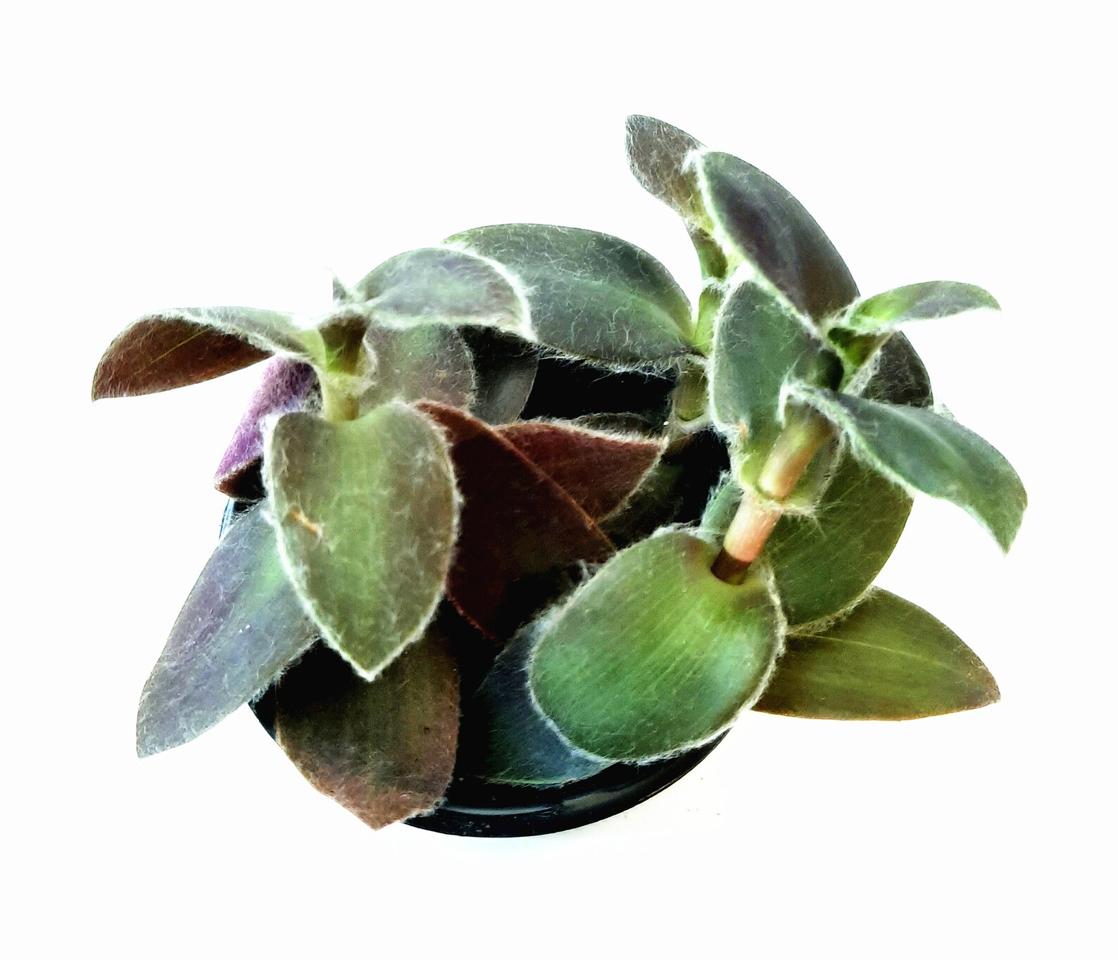 4 Purple Fuzzy Wandering Jew Tradescantia pallida House | Etsy