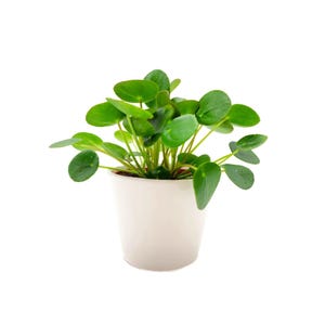 May include: A small potted plant with round, green leaves in a white ceramic pot. The plant is a Chinese money plant, also known as a pancake plant.