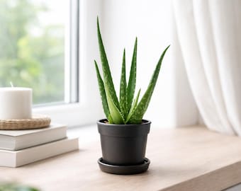 Aloe Vera Plant. Skin Care Plant, Evergreen Perennial. USDA Zone 8 - Etsy
