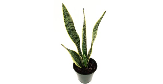 4-Pot of Snake Plant, Sansevieria Laurentii, Birds Nest Plant,  Succulents, Low Maintenance, Air Purifier, Allergy Relief, Free Heatpad