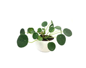 4”-pot Chinese Money Plant (Pilea peperomioides) in a Decorative Ceramic Golf Ball Planter - Home Décor, Holiday Gift + FREE HEATPACK