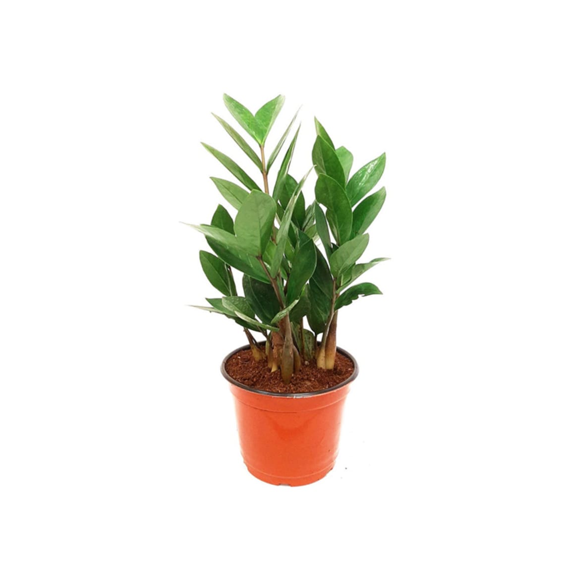 6 ZZ Plant, Zamioculcas Zamiifolia, Zee Zee Plant, Aroid Palm