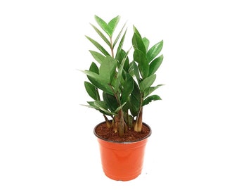 6” ZZ plant, Zamioculcas Zamiifolia, Zee Zee plant, Aroid Palm – Houseplants, Foliage Plants, Home Décor, Indoor Plants