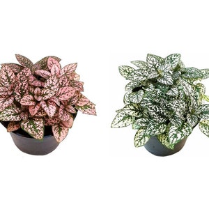 May include: Two potted plants with speckled leaves. One plant has pink and green leaves, the other has white and green leaves. The plants are in black pots, set against a white background. The plants are a decorative houseplant.