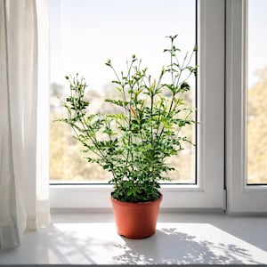 May include: A potted jasmine plant with vibrant green leaves and delicate white buds sits on a windowsill. The plant is in a terracotta-colored pot, casting a shadow on the white surface. The window frame is white, and a sheer white curtain is visible.