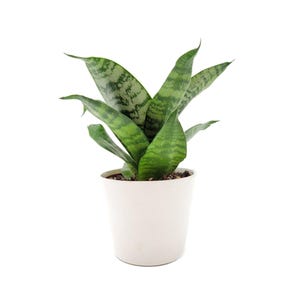 May include: A green and white snake plant in a white pot. The plant has long, pointed leaves with a striped pattern.
